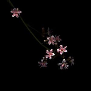 中文版Pornhub进入
